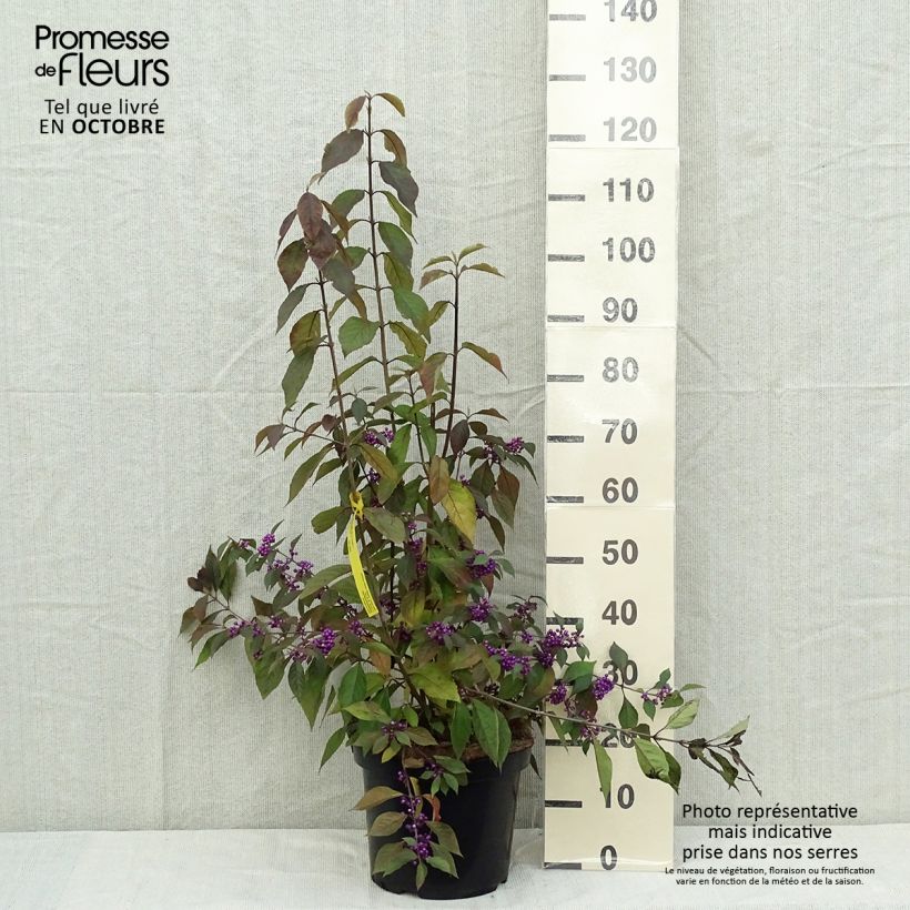 Spécimen de Callicarpa bodinieri Magical Purple Giant Pot de 7,5L/10L tel que livré en automne