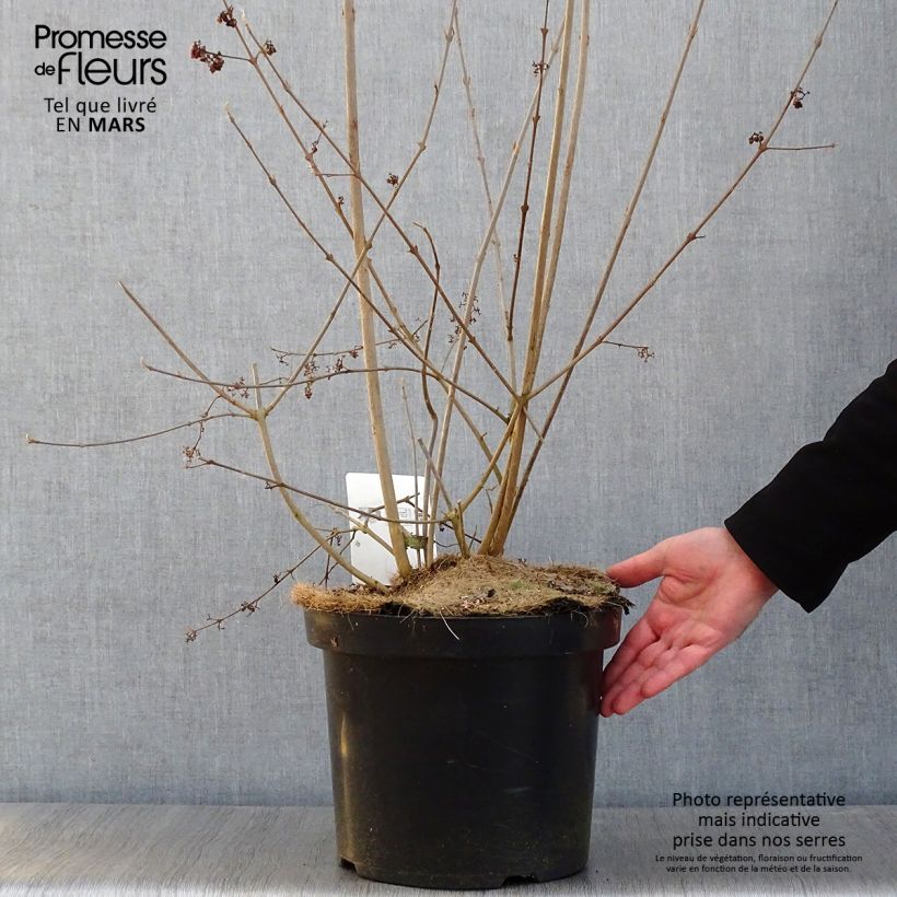 Spécimen de Callicarpa bodinieri Magical Purple Giant Pot de 10L tel que livré en hiver
