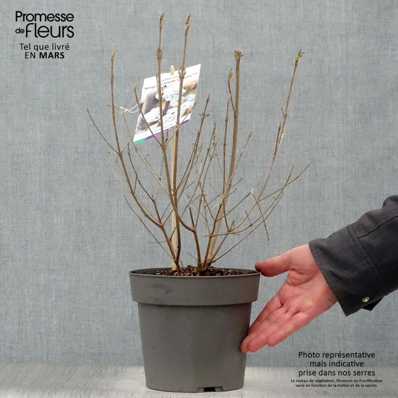 Spécimen de Callicarpa bodinieri Magical Snowqueen  Pot de 3L/4L tel que livré au printemps