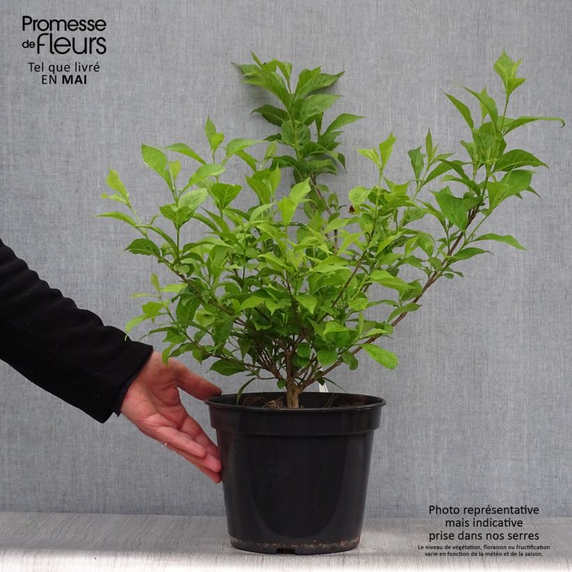 Spécimen de Callicarpa bodinieri Magical Snowstar - Pot de 3L/4L tel que livré au printemps