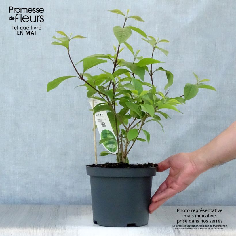 Spécimen de Callicarpa bodinieri Profusion - Arbuste aux bonbons Pot de 2L/3LHauteur livrée env. 30/40cm tel que livré au printemps