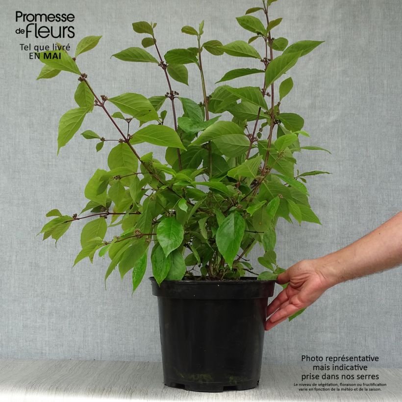 Spécimen de Callicarpa bodinieri Profusion - Arbuste aux bonbons Pot de 7,5L/10LHauteur livrée env. 80+cm tel que livré au printemps