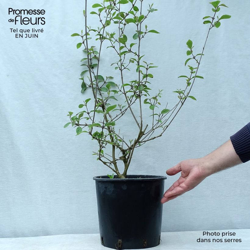 Spécimen de Callicarpa bodinieri Profusion - Arbuste aux bonbons Pot de 7,5L/10L tel que livré en été