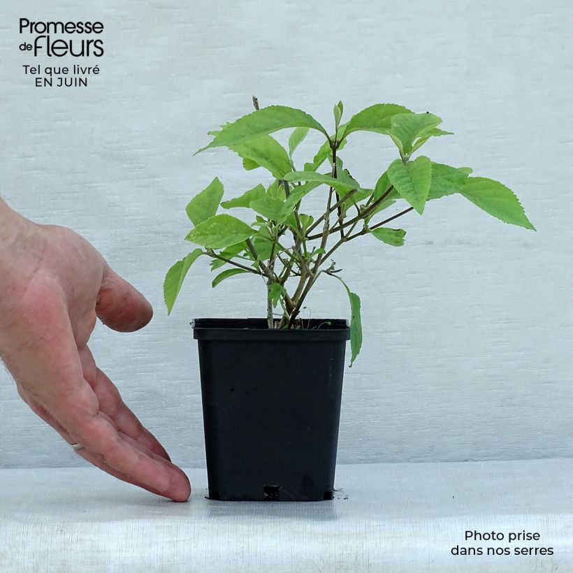 Spécimen de Callicarpa bodinieri Profusion - Arbuste aux bonbons Godet de 8/9 cm tel que livré en été