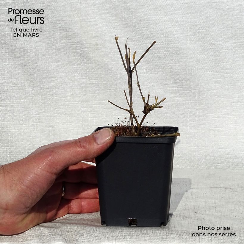 Spécimen de Callicarpa bodinieri Profusion - Arbuste aux bonbons Godet de 8/9 cmHauteur livrée env. 10/15cm tel que livré au printemps