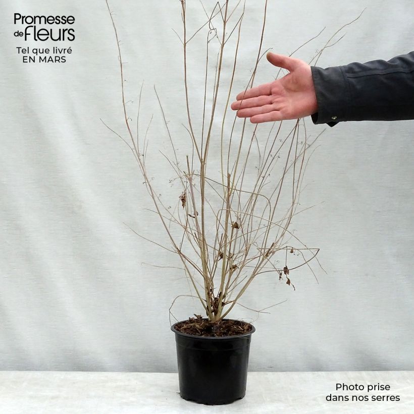 Spécimen de Callicarpa dichotoma - Arbuste aux bonbons Pot de 3L/4L tel que livré au printemps