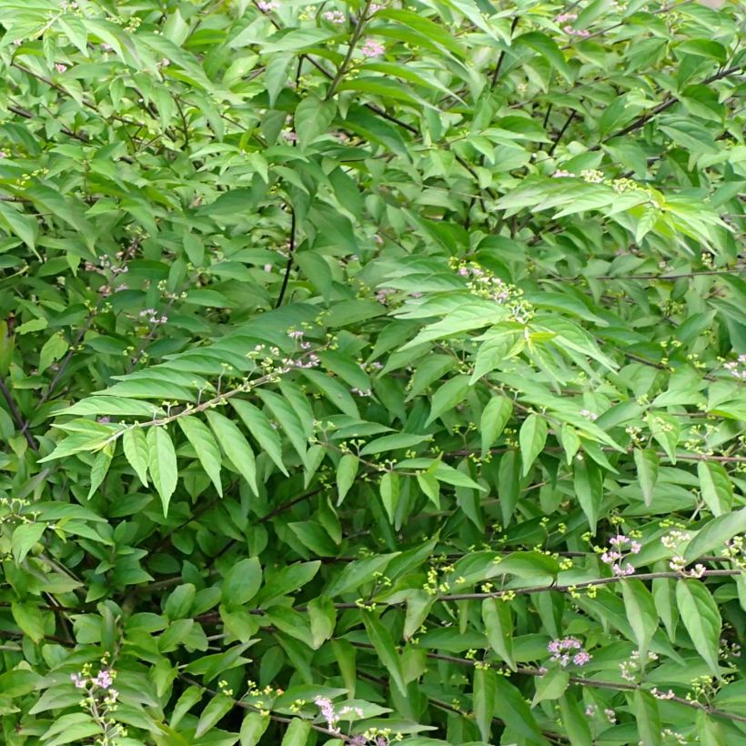 Callicarpa dichotoma Issai (Feuillage)