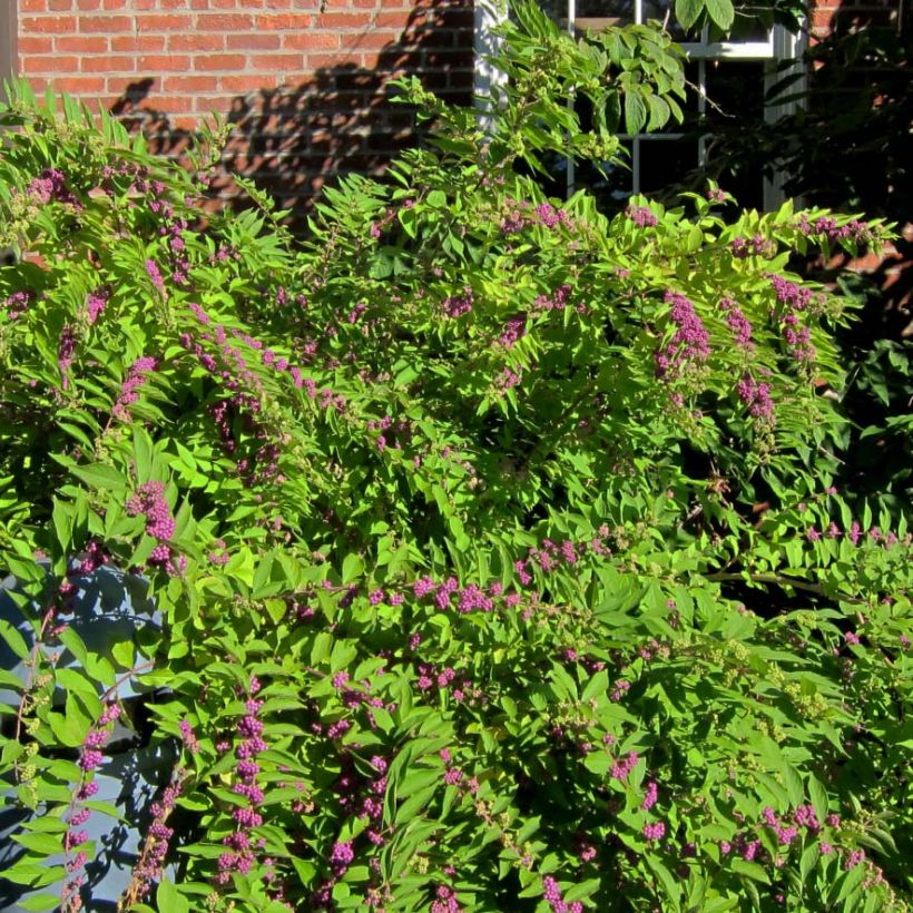 Callicarpa dichotoma Issai (Port)