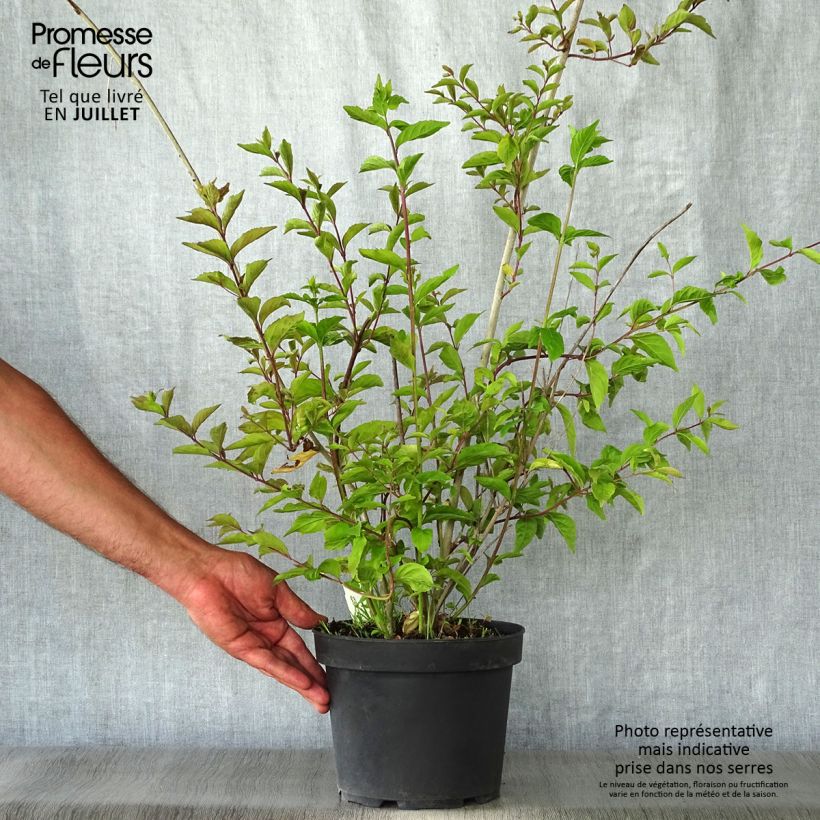 Spécimen de Callicarpa dichotoma Issai Pot de 3L/4L tel que livré en été