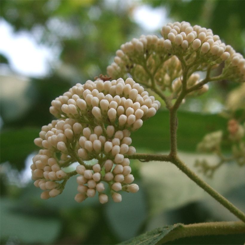 Callicarpa japonica Leucocarpa (Floraison)