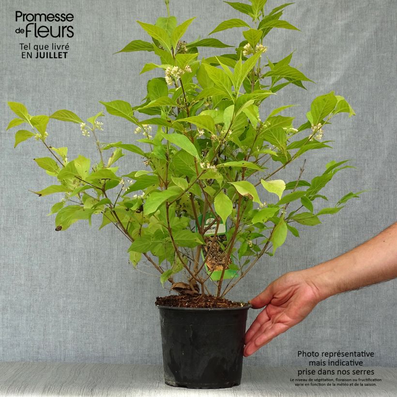 Spécimen de Callicarpa japonica Leucocarpa Pot de 2L/3L tel que livré en été