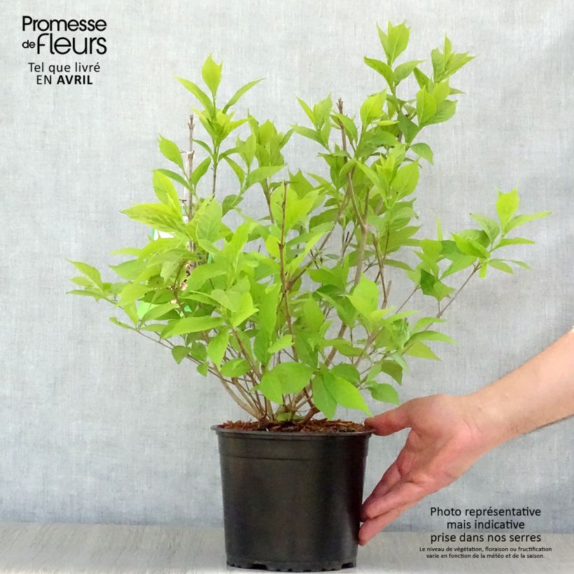Spécimen de Callicarpa japonica Leucocarpa - Pot de 3L tel que livré au printemps