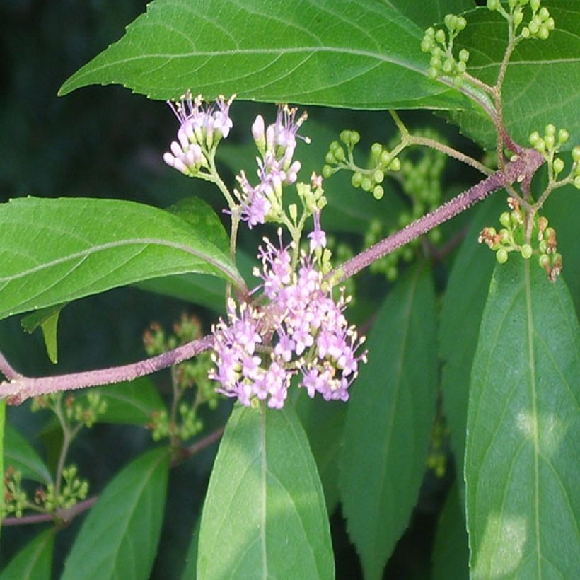 Callicarpa kwangtungensis (Feuillage)