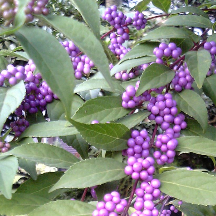 Callicarpa kwangtungensis (Récolte)