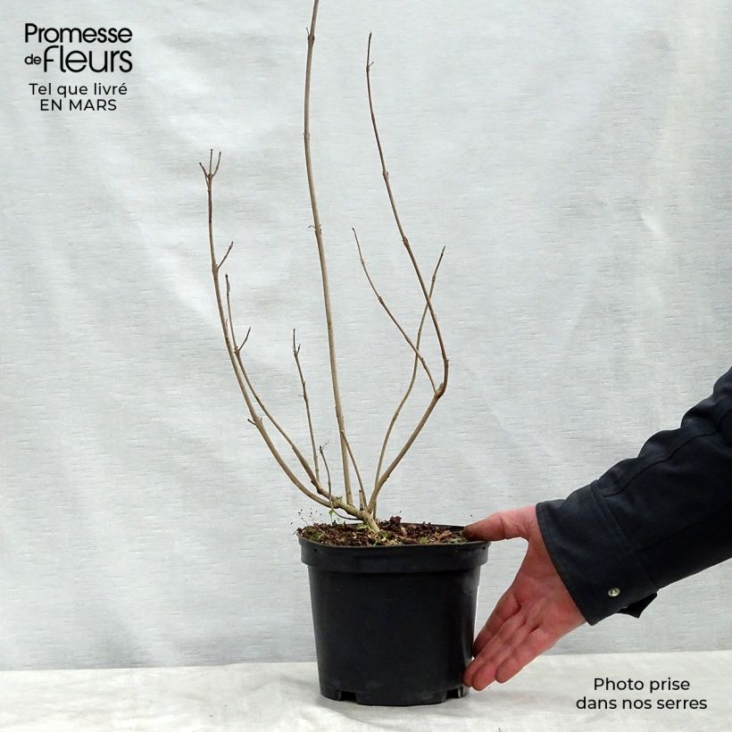 Spécimen de Callicarpa kwangtungensis - Pot de 3L tel que livré au printemps