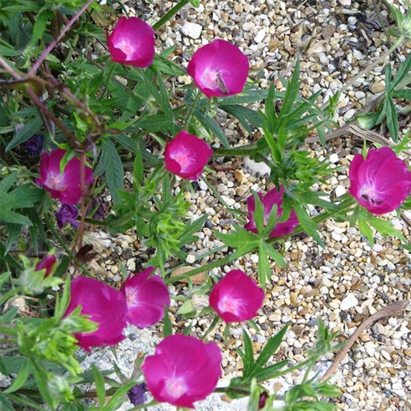 Callirhoe involucrata - Mauve-pavot. (Floraison)