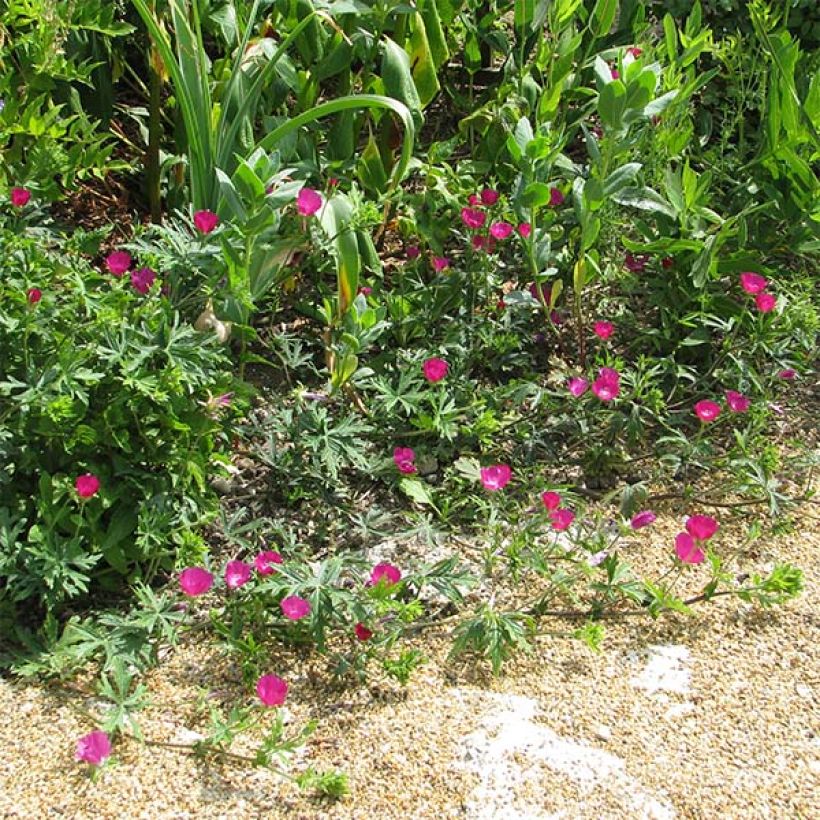 Callirhoe involucrata - Mauve-pavot. (Port)