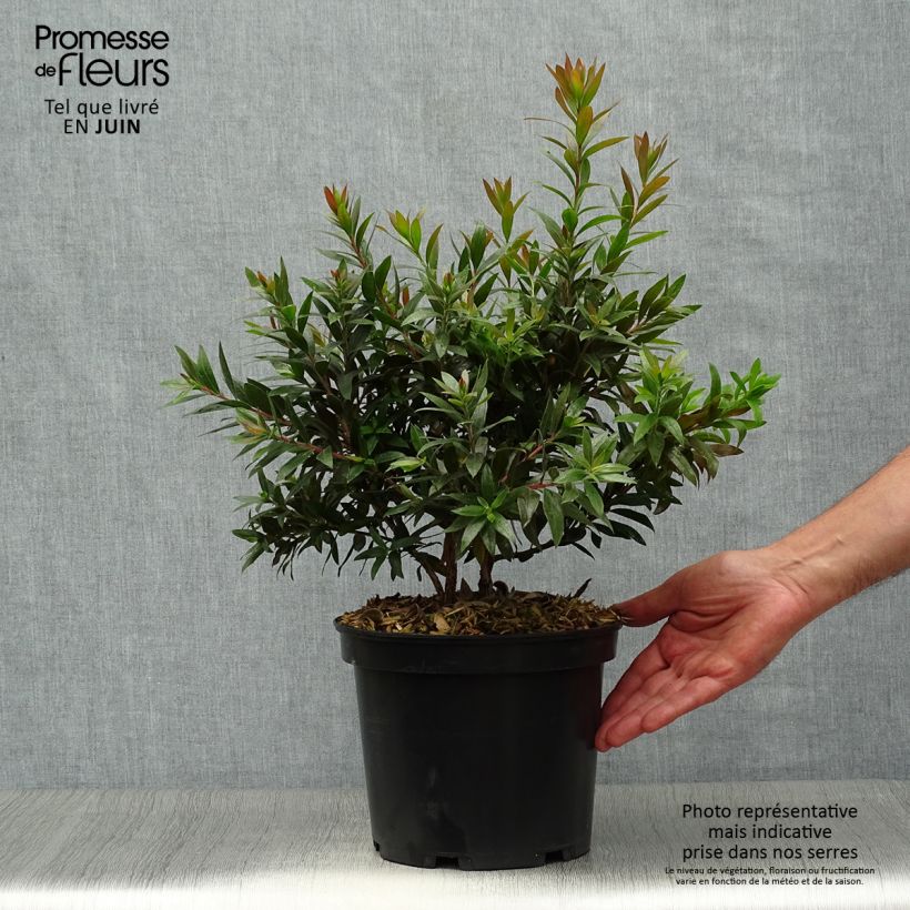 Spécimen de Callistemon Red rocket - Rince bouteille Pot de 3L/4L tel que livré en été
