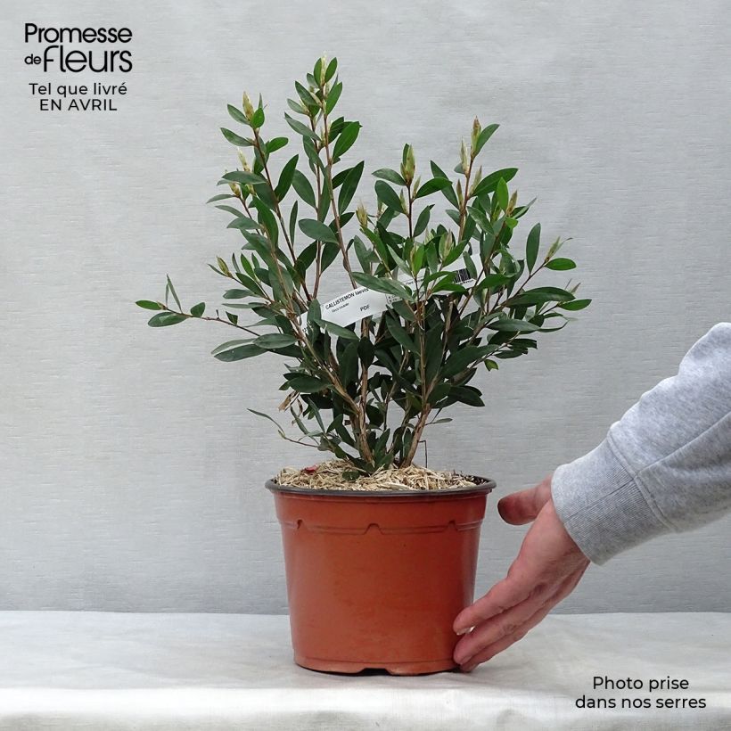 Spécimen de Callistemon (x) laevis - Rince-bouteille en pot de 2L/3L tel que livré au printemps