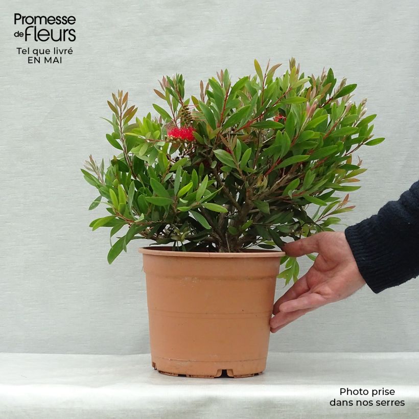 Spécimen de Callistemon (x) laevis - Rince-bouteille. en pot de 3L/4L tel que livré au printemps