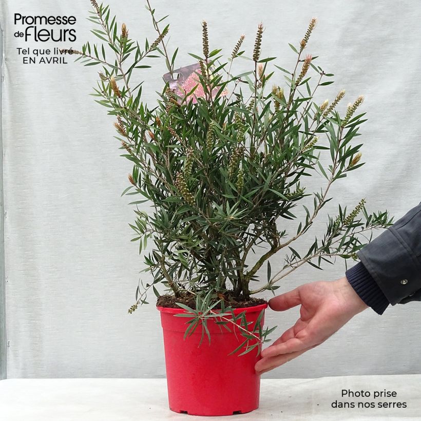 Spécimen de Callistemon citrinus Burgundy - Rince bouteille Pot de 3L/4L tel que livré au printemps