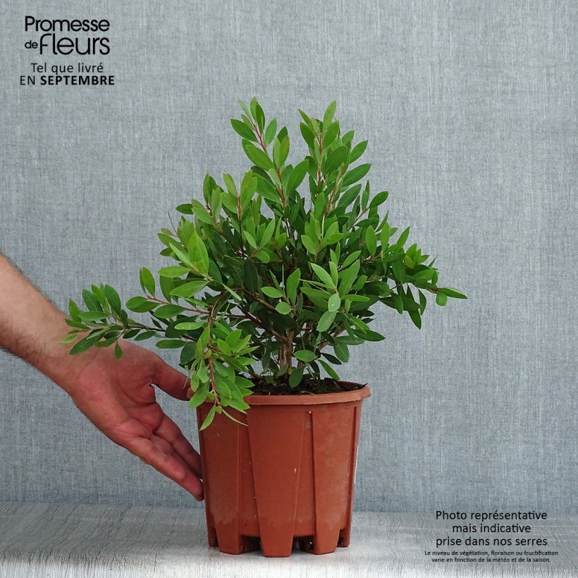 Spécimen de Callistemon citrinus Mauve Mist - Rince bouteille Pot de 3L/4L, Touffe tel que livré en été