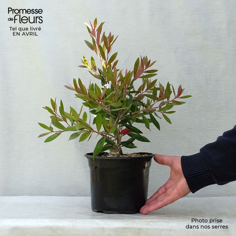 Spécimen de Callistemon citrinus Splendens - Rince-bouteille Pot de 2L/3L tel que livré au printemps