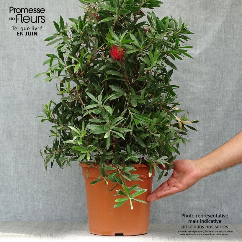 Spécimen de Callistemon citrinus Splendens - Rince-bouteille Pot de 7,5L/10L tel que livré en été