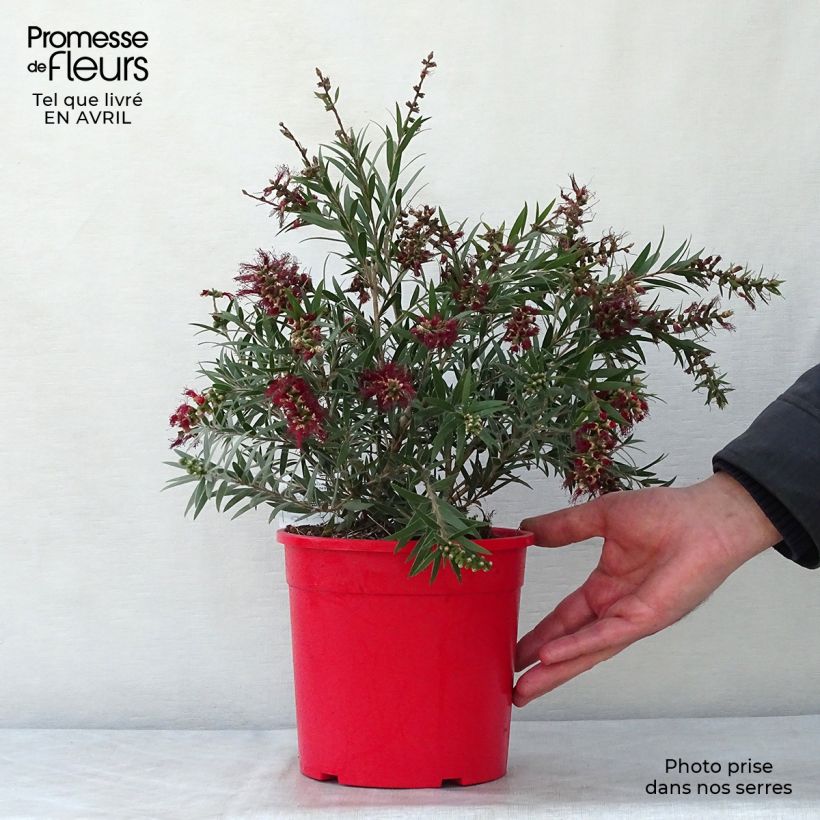 Spécimen de Callistemon masotti Mini Red - Rince bouteille en pot de 3L/4L tel que livré au printemps