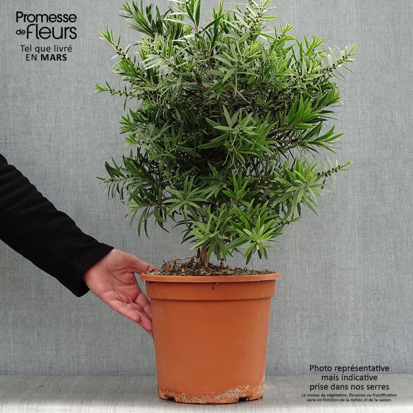 Spécimen de Callistemon masotti Mini Red - Rince bouteille en pot de 7,5L/10L tel que livré au printemps
