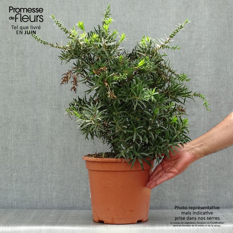 Spécimen de Callistemon masotti Mini Red - Rince bouteille Pot de 7,5L/10L tel que livré en été