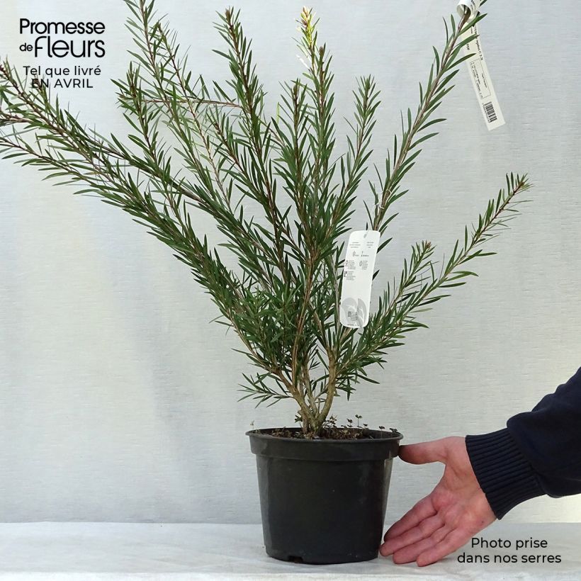 Spécimen de Callistemon rigidus - Rince-bouteille Pot de 2L/3L tel que livré au printemps