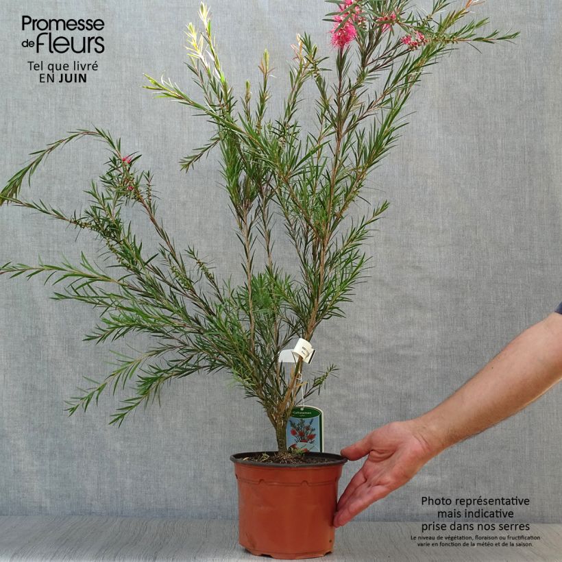 Spécimen de Callistemon rigidus - Rince-bouteille Pot de 2L/3L tel que livré en été