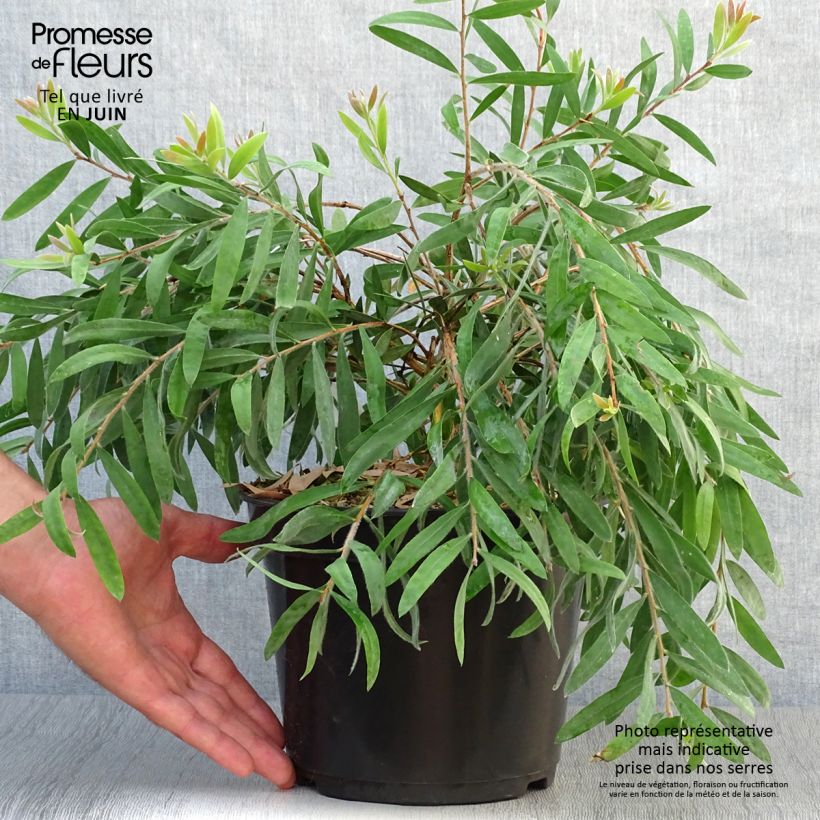 Spécimen de Callistemon salignus Perth Pink - Rince bouteille Pot de 4L/5L tel que livré en été
