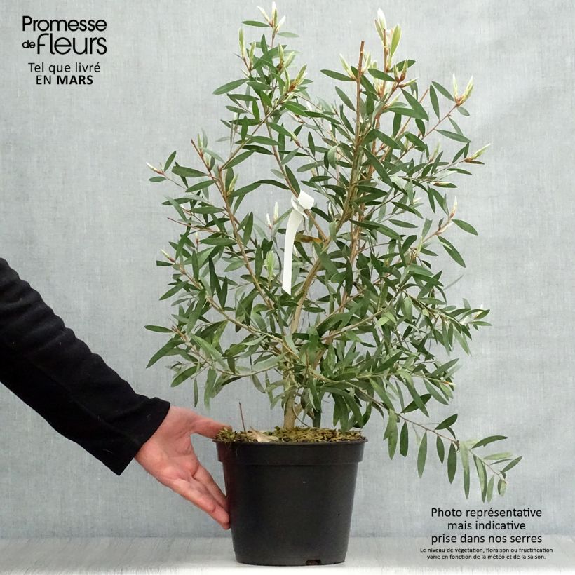 Spécimen de Callistemon salignus Perth Pink - Rince bouteille Pot de 4L/5L tel que livré au printemps