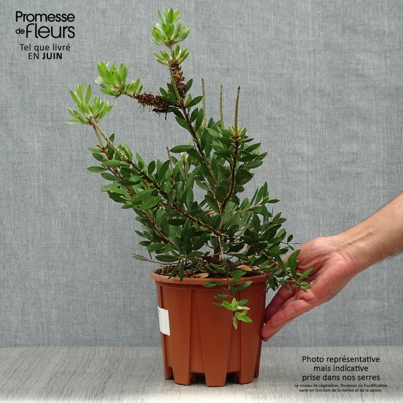 Spécimen de Callistemon salignus - Rince bouteille - Melaleuca salicina Pot de 2L/3L tel que livré en été