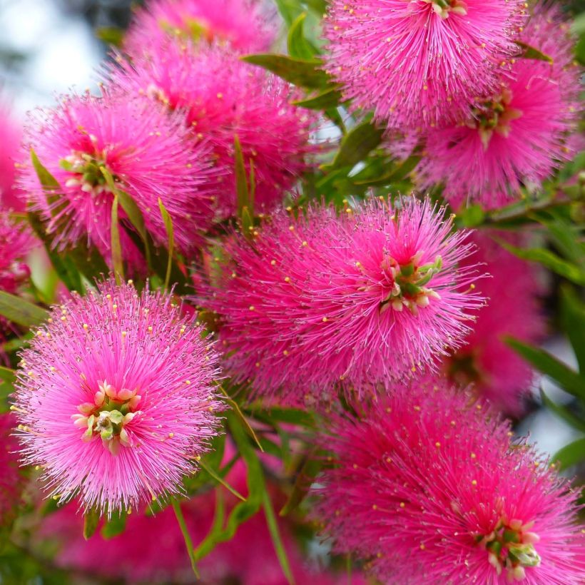 Callistemon viminalis Bright Pink - Rince bouteille pleureur (Floraison)