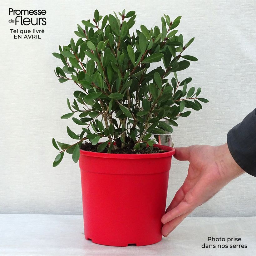 Spécimen de Callistemon viminalis Bright Pink - Rince bouteille pleureur en pot de 3L/4L tel que livré au printemps