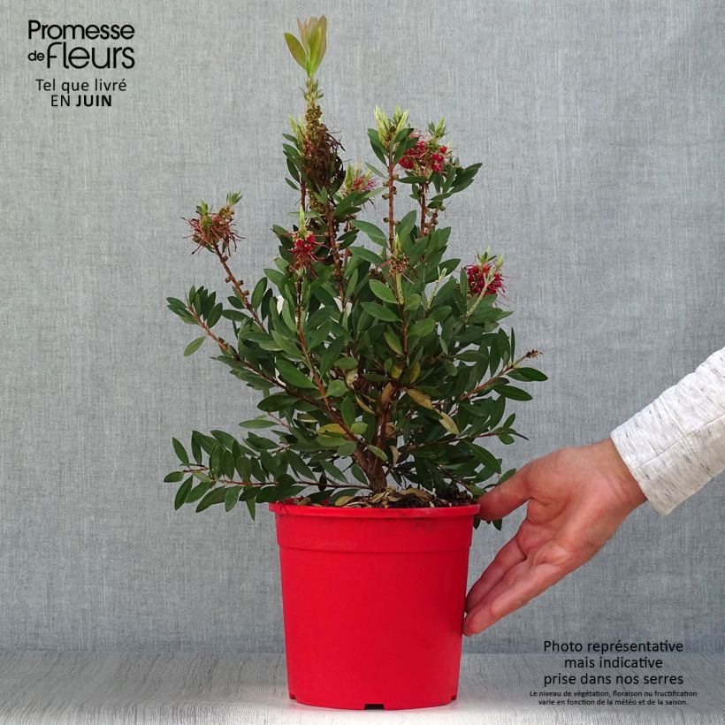 Spécimen de Callistemon viminalis Bright Pink - Rince bouteille pleureur Pot de 3L/4L, Touffe tel que livré en été