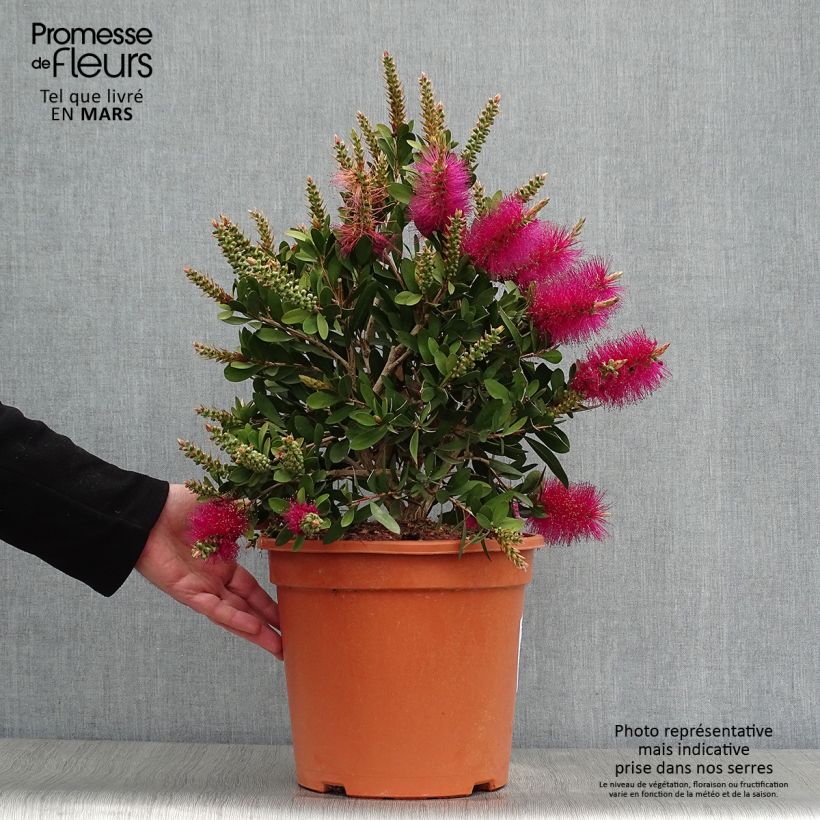Spécimen de Callistemon viminalis Bright Pink - Rince bouteille pleureur en pot de 7,5L/10L tel que livré au printemps