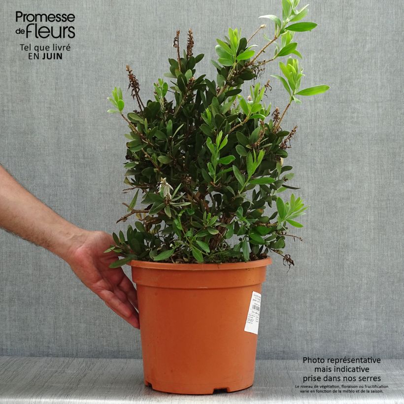 Spécimen de Callistemon viminalis Bright Pink - Rince bouteille pleureur Pot de 7,5L/10L tel que livré en été