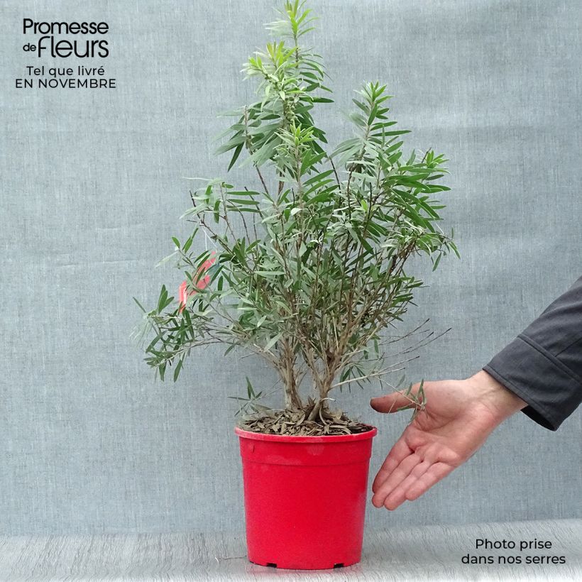 Spécimen de Callistemon viminalis Captain Cook - Rince-bouteille Pot de 2L/3L tel que livré en automne
