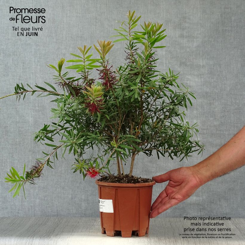 Spécimen de Callistemon viminalis Captain Cook - Rince-bouteille Pot de 2L/3L tel que livré en été