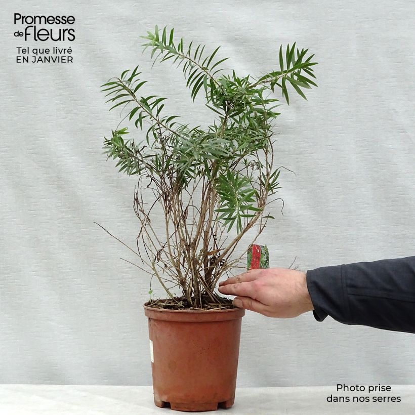 Spécimen de Callistemon viminalis Captain Cook - Rince-bouteille tel que livré en hiver