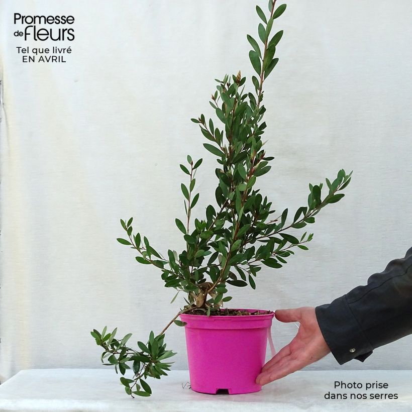 Spécimen de Callistemon viminalis Hot Pink – Rince bouteille Pot de 2L/3LHauteur livrée env. 40/60cm tel que livré au printemps