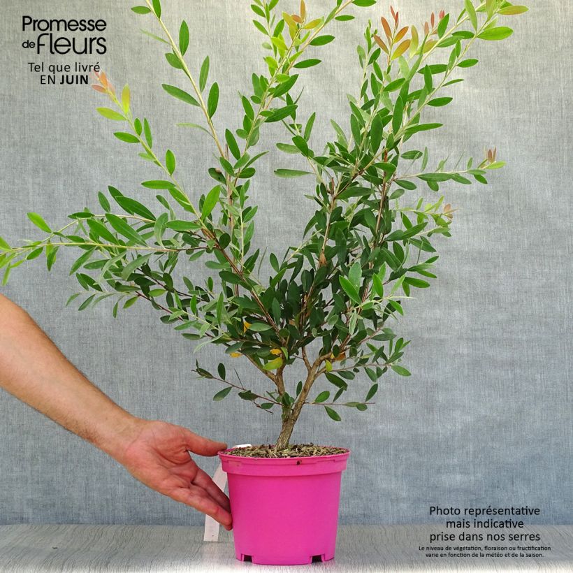 Spécimen de Callistemon viminalis Hot Pink – Rince bouteille Pot de 2L/3L tel que livré en été