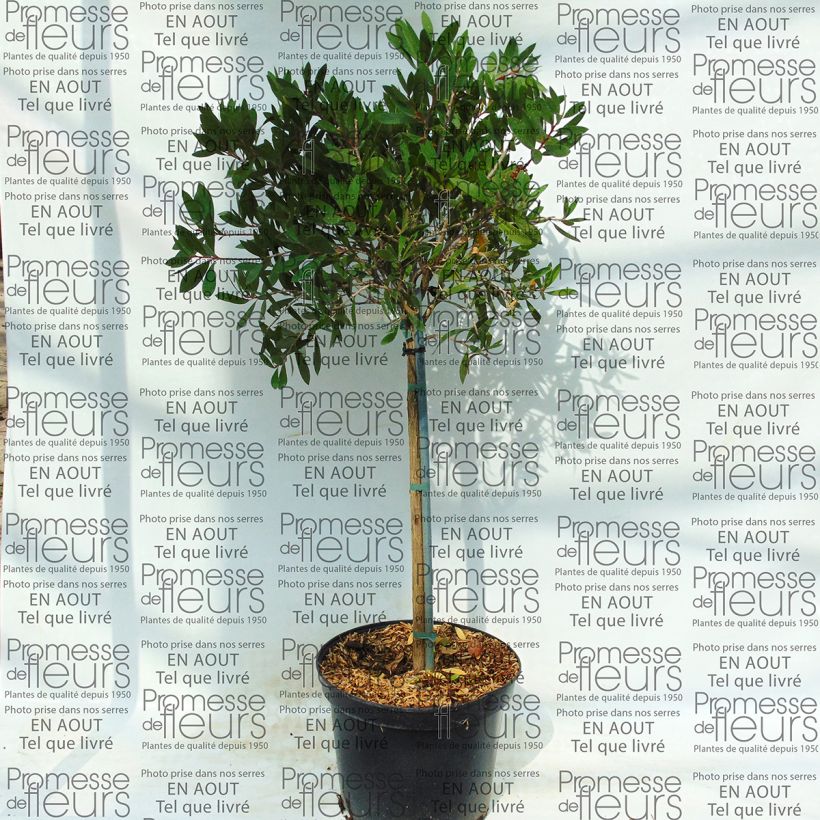 Exemple de spécimen de Callistemon viminalis - Rince-bouteille Pot de 4L/5L tel que livré