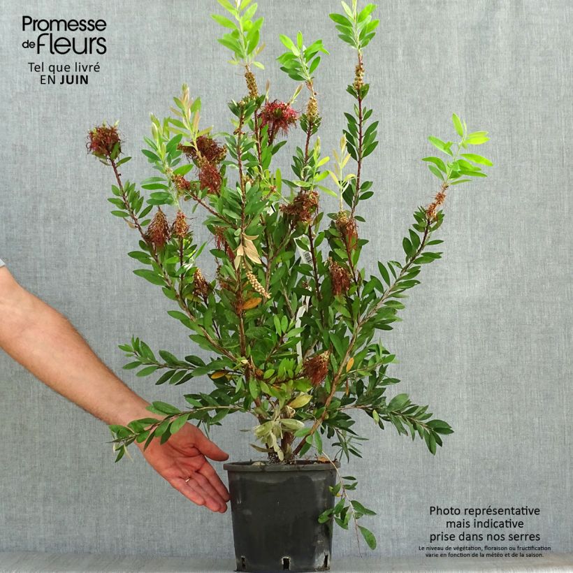 Spécimen de Callistemon (x) laevis Pot de 1,5L/2L tel que livré en été