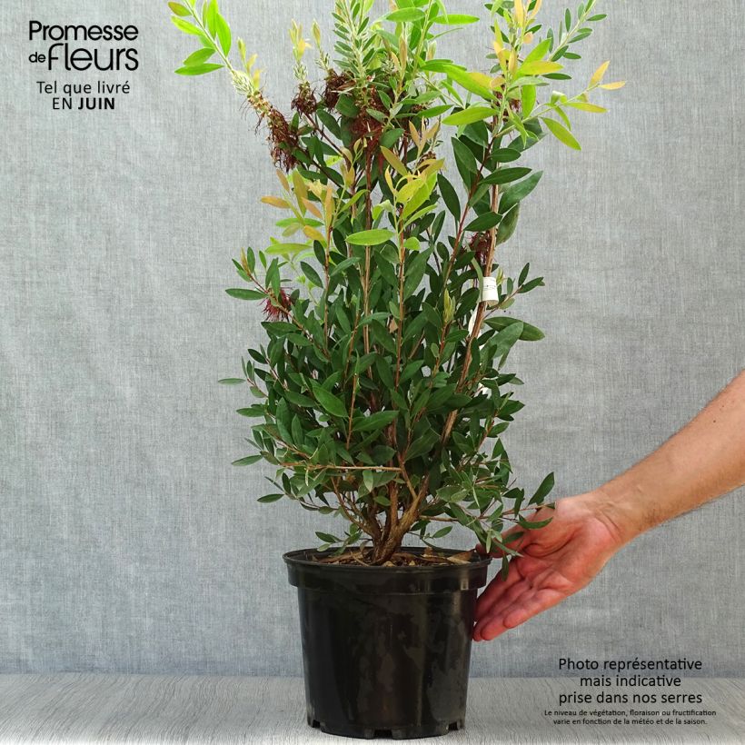 Spécimen de Callistemon (x) laevis Pot de 3L/4L tel que livré en été