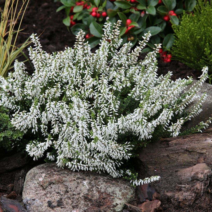 Bruyère d'été - Calluna Garden Girls Madonna (Port)